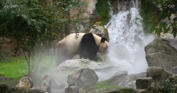 Giant Panda Ailuropoda Melanolua Ενηλίκων Πόδια Μπροστά Από Έναν Καταρράκτη — Αρχείο Βίντεο