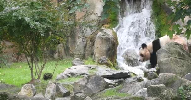 大熊猫 黑斑鱼 成年人走过瀑布 实时4K — 图库视频影像