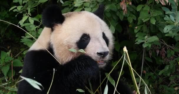 Гигантская Панда Ailuropoda Melanoleuca Взрослые Поедают Бамбуковую Ветвь Реальном Времени — стоковое видео