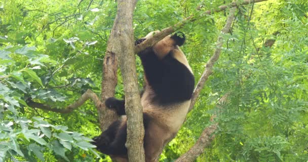 Giant Panda Ailuropoda Melanoleuca Dospělý Stojící Stromě Real Time — Stock video