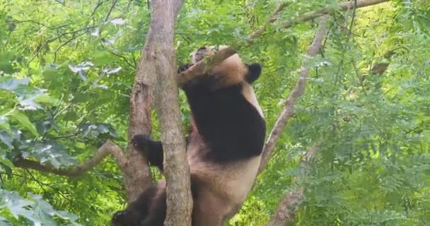 Óriás Panda Ailuropoda Melanoleuca Fán Álló Felnőtt Valós Idejű — Stock videók