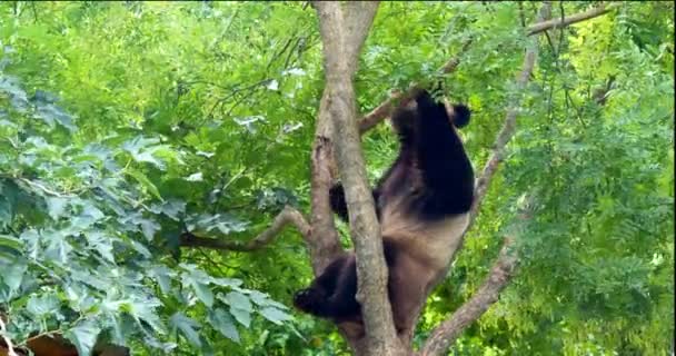 Giant Panda Ailuropoda Melanoleuca Взрослый Стоять Дереве Реальном Времени — стоковое видео
