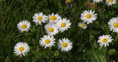 Papatyalar, Bellis Perennis, Normandiya, Real Time 4K