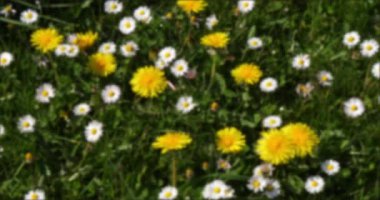 Papatyalar, Bellis Perennis, ve Karahindiba Çiçekleri, taraxacum officinale, Normandy in France, Real Time 4K