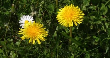Papatyalar, Bellis Perennis, ve Karahindiba Çiçekleri, taraxacum officinale, Normandy in France, Real Time 4K