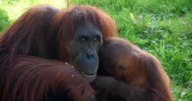 Orang Utan, pongo pigmaeus, Young 'la Kadın, Real Time 4K