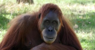 Orang Utan, pongo pigmaeus, Kadın Yiyici, Real Time 4K