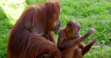 Orang Utan, pongo pigmaeus, Young 'lu kadın ellerini çırpıyor, Real Time 4K