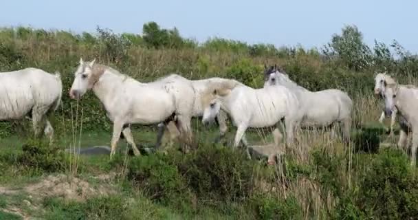 Camargue Horse Herd Staande Moeras Saintes Marie Mer Camargue Zuid — Stockvideo