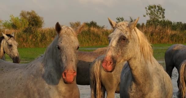Camargue Horse Herd Stojící Bažině Saintes Marie Mer Camargue Jihu — Stock video