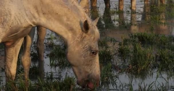 Camargue Horse Adult Jedzący Trawę Przez Bagna Saintes Marie Mer — Wideo stockowe