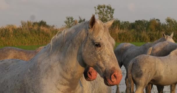 Camargue Horse Herd Standing Swamp Saintes Marie Mer Camargue Södra — Stockvideo