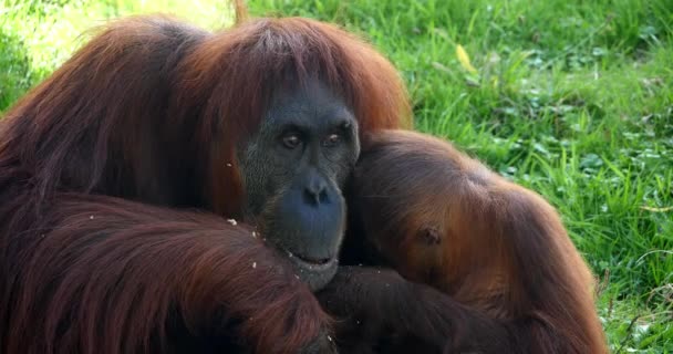 Orang Utan Pongo Pygmaeus Weibchen Mit Jungen Echtzeit — Stockvideo
