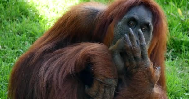 Orang Utan Pongo Pygmaeus Female Eating Food Real Time — стокове відео
