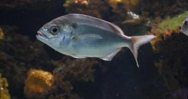 Sea Bream Fransa 'da bir deniz suyu akvaryumunda yüzüyor, Real Time 4K