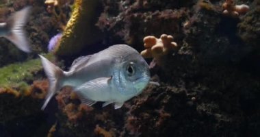 Sea Bream Fransa 'da bir deniz suyu akvaryumunda yüzüyor, Real Time 4K