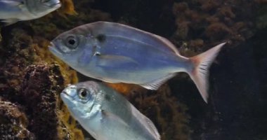 Sea Bream Fransa 'da bir deniz suyu akvaryumunda yüzüyor, Real Time 4K