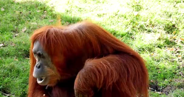 Orang Utan Pongo Pygmaeus Female Eating Food Real Time — стоковое видео
