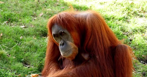 Orang Utan Pongo Pygmaeus Female Eating Food Real Time — стокове відео