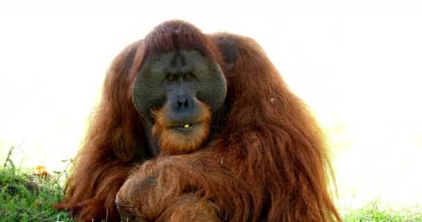Orángután Pongo Pygmaeus Férfi Evés Élelmiszer Valós Idejű — Stock videók