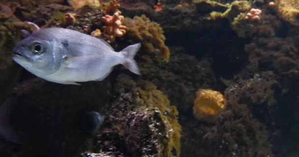 在法国的一个海水水族馆里游泳 实时4K — 图库视频影像