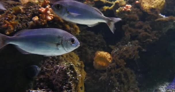 Zeebrasem Zwemmen Een Zeewater Aquarium Frankrijk Real Time — Stockvideo