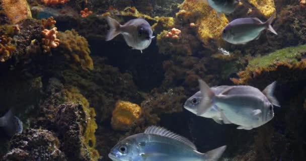 Морской Лещ Seabream Swift Seawater Aqua Франции Real Time — стоковое видео