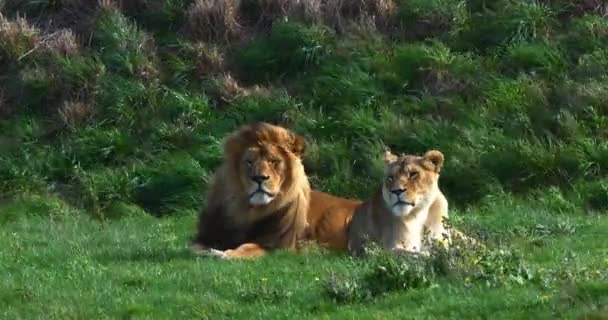 León Africano Panthera Leo Par Con Macho Hembra Acostados Sobre — Vídeo de stock