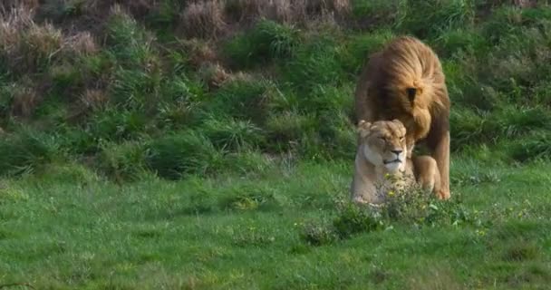 African Lion Panthera Leo Pair Male Female Mating Real Time — Stock Video