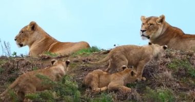 Afrika Aslanı, Panthera Aslanı, Dişi ve Yavrusu, Real Time 4K