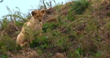 Afrika Aslanı, Panthera Leo, Cub Playing, Real Time 4K