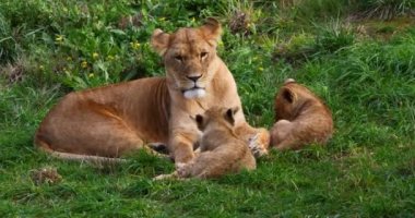 Afrika Aslanı, Panthera Aslanı, Dişi ve Yavrusu, Real Time 4K