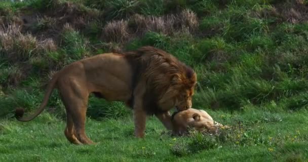 Afrikanischer Löwe Panthera Leo Paarung Mit Männchen Und Weibchen Echtzeit — Stockvideo