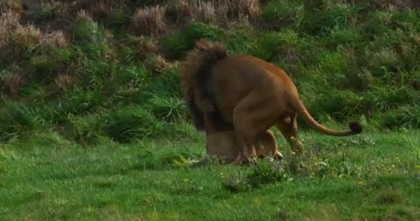 León Africano Panthera Leo Par Con Apareamiento Masculino Femenino Tiempo — Vídeos de Stock