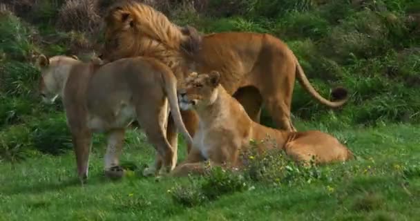African Lion Panthera Leo Group One Male Females Real Time — Stock Video