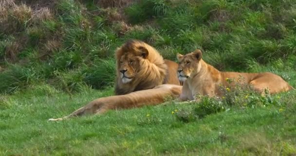 Afrikanskt Lejon Panthera Leo Grupp Med Man Och Kvinnor Real — Stockvideo