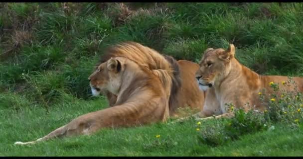 African Lion Panthera Leo Group One Male Females Real Time — Stock Video