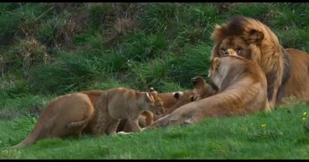 León Africano Panthera Leo Grupo Con Macho Hembra Cachorro Tiempo — Vídeos de Stock