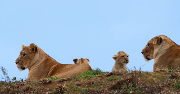 Afrikanskt Lejon Panthera Leo Kvinna Och Unge Realtid — Stockvideo