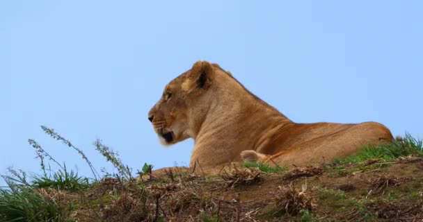 アフリカライオン パンザレオ 女性とカブ リアルタイム4K — ストック動画