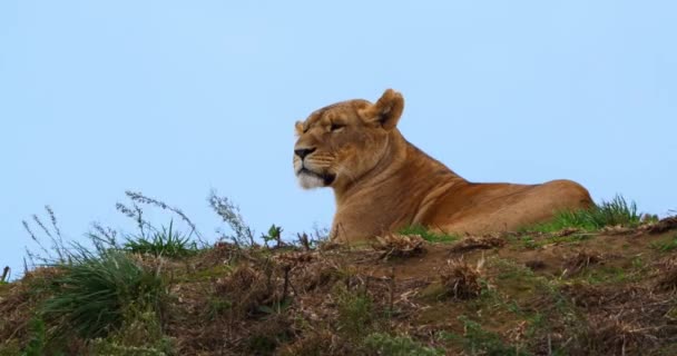 Lion Africain Panthera Leo Femelle Ourson Temps Réel — Video