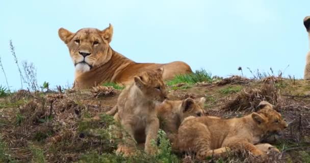 Αφρικανικό Λιοντάρι Πάνθηρα Λέο Θηλυκό Και Μικρό Πραγματικό Χρόνο — Αρχείο Βίντεο