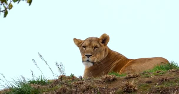 León Africano Pantera Leo Mujer Cachorro Tiempo Real — Vídeo de stock