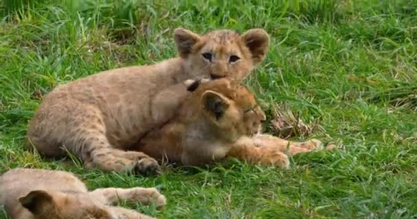 African Lion Panthera Leo Cub Playing Real Time — стокове відео