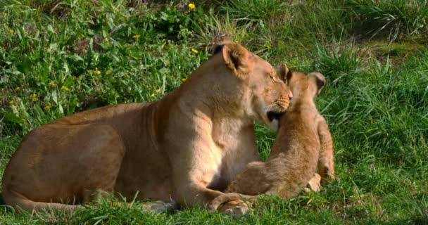 Afrikanskt Lejon Panthera Leo Kvinna Och Unge Realtid — Stockvideo
