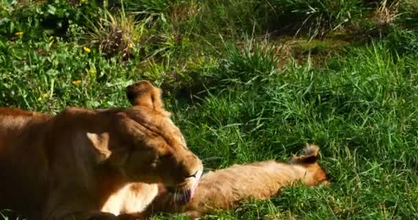 Leão Africano Panthera Leo Fêmea Lambendo Seu Filhote Tempo Real — Vídeo de Stock