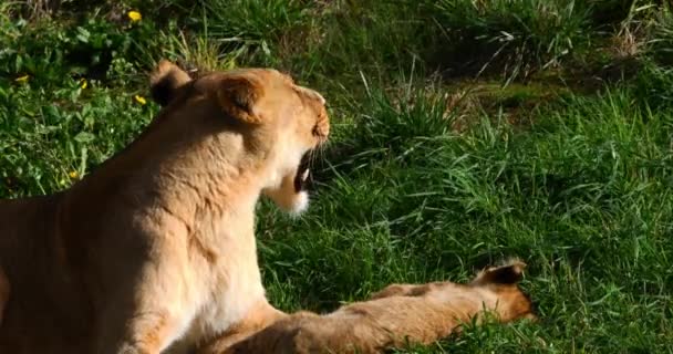 Leão Africano Pantera Leo Feminino Lambendo Cub Bocejando Tempo Real — Vídeo de Stock