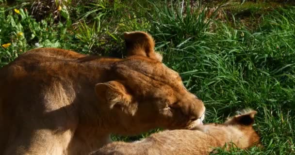 Afrikanskt Lejon Panthera Leo Hona Slickar Sin Unge Realtid — Stockvideo