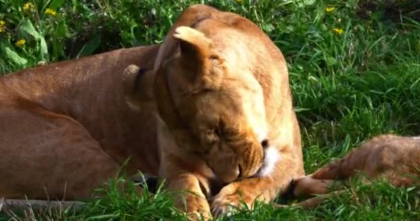 非洲狮子 豹狮子座 舔爪子的雌性 仪容整洁 实时4K — 图库视频影像