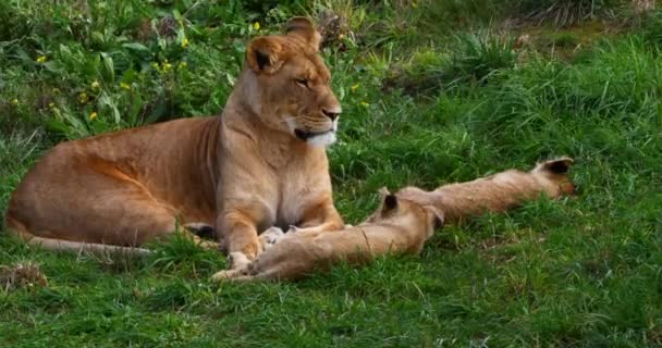 Afrikanska Lejon Panthera Leo Kvinna Och Unge Mjälte Real Time — Stockvideo